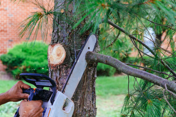 Reliable Bressler, PA Tree Removal and Landscaping Services Solutions